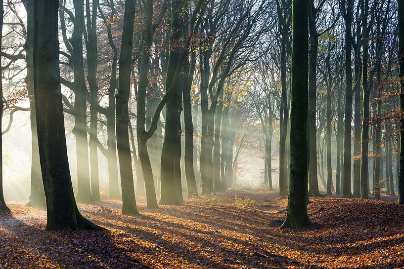 Farbe und Sonnenschein von Bassie's winkel