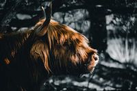 Porträt Schottischer Highlander