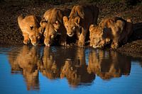 Lions of Mara