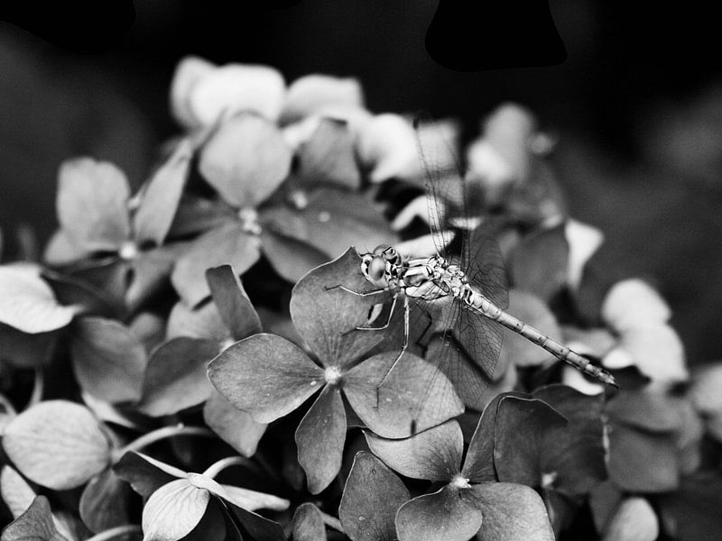 Libelle op Hortensia van Mr White Takes Pictures