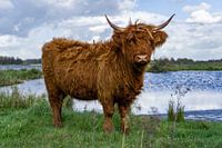 Scottish highlander in 't Twiske