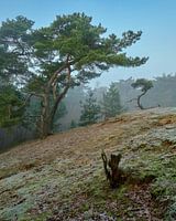 Der unbeholfene Baum (und das Baby)