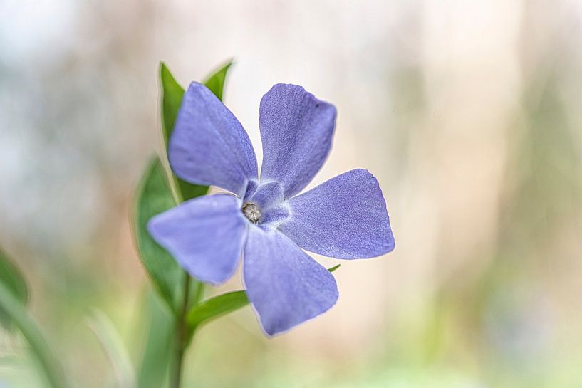 Frühjahrsblüher Immergrün von Rietje Bulthuis