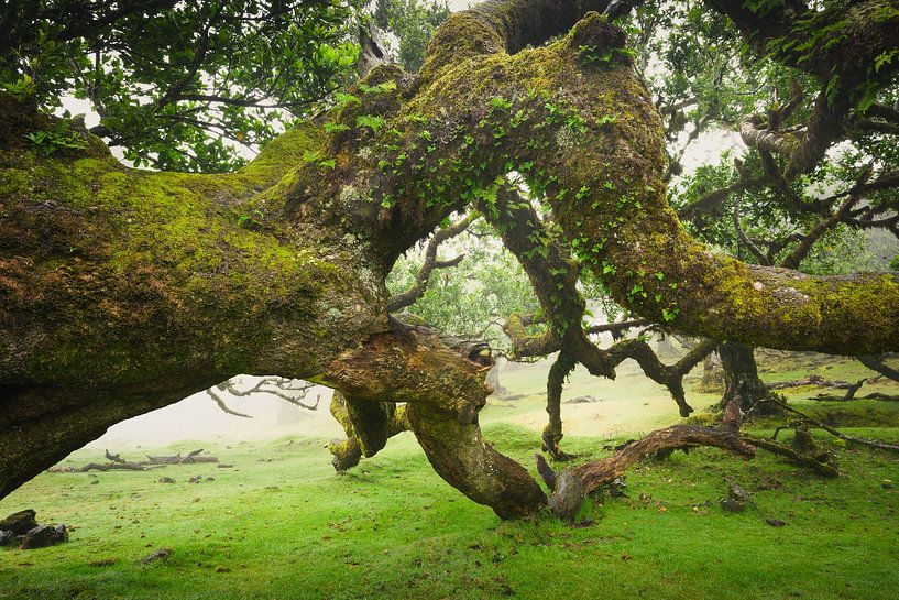 Terres enchantées - Ancien eucalyptus dans la forêt de Fanal, Madère par John Goossens Photography