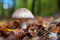 L'automne à Dwingelderveld