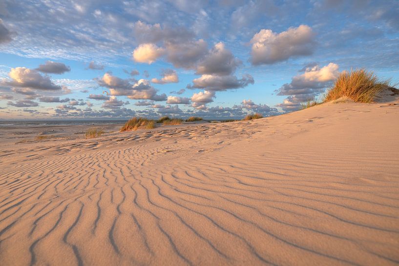 Beach life by Wad of Wonders