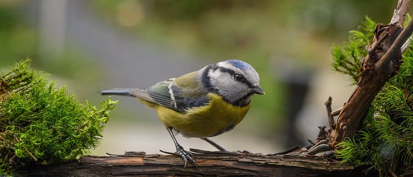 The Blue Tit by Hans Kool