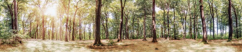 Märchenwald - malerischer Sommertag in der Natur von Günter Albers