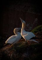 Basstölpel in der Abendsonne