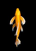 Gelber Koi Fisch Low Poly Abstrakt