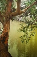 Tree over the water of the Jordan River. slow water, drooping branches, a symbol of baptism