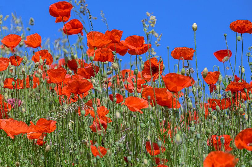 Poppies against a bright blue sky by Peter Bartelings