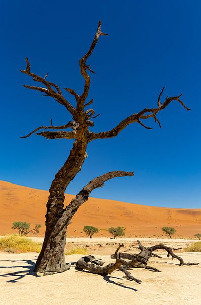 Sossusvlei Namibia (9) by Adelheid Smitt