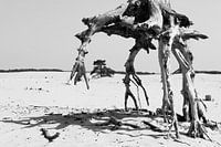 DALI AT THE VELUWE - DALI AT THE VELUWE