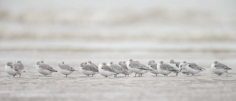 Bécasseaux sanderlings sur la plage par Menno Schaefer