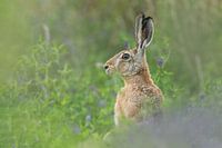 Feldhase sitzt auf einer Wiese mit Kleepflanzen