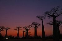 Allée des Baobabs