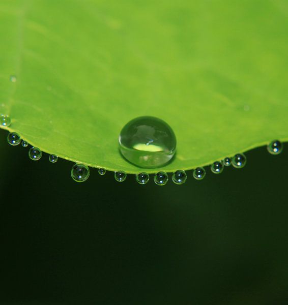 Das Grün und die Wasserperle by Katarina Niksic