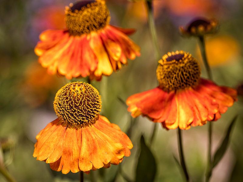 Echinacea by Rob Boon