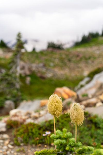 Bärgras, Paradies, Mount Rainier National Park, Washington, USA von Jeroen van Deel