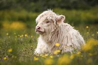 Junge, weiße schottische Highlander auf Frühlingsreise
