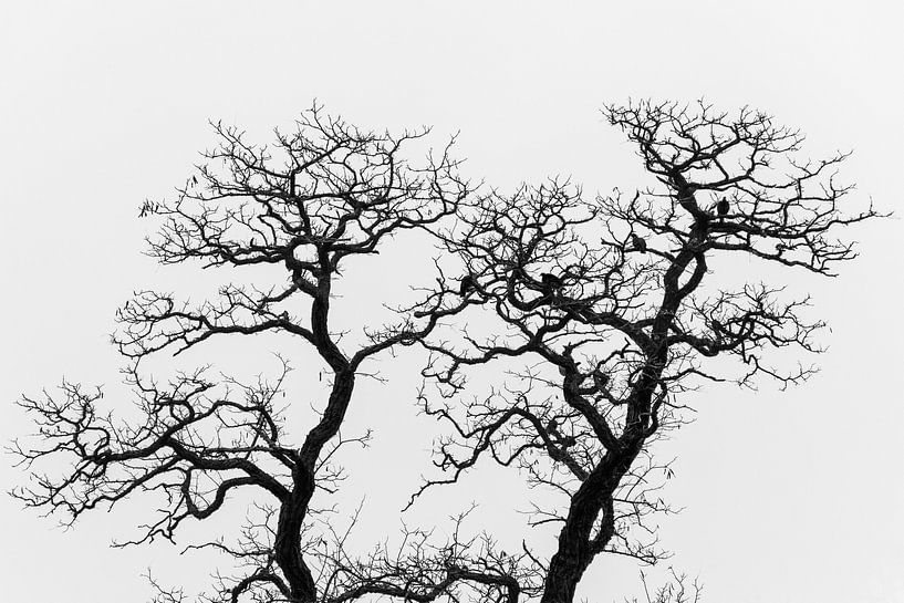 Silhouette de chênes nus en automne par Patrick Verhoef