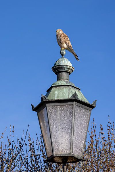 Turmfalke auf einer Laterne von Teresa Bauer