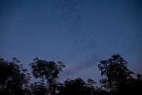Bats at night