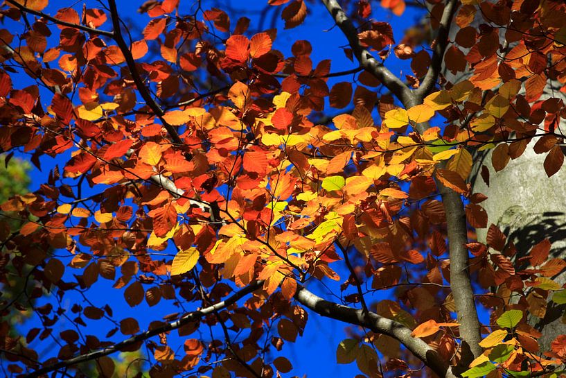 Prächtige Buche von Thomas Jäger