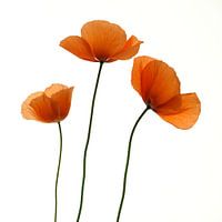 Drei Mohnblumen Kunst