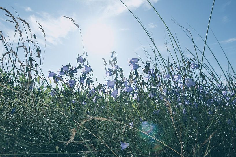 Sommerwiese von Jörg Hausmann
