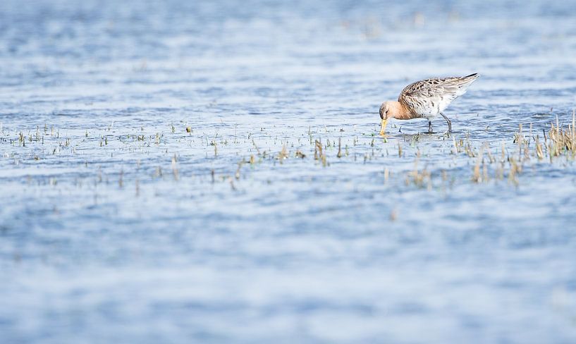 Nationaler Vogel: Uferschnepfe von Danny Slijfer Natuurfotografie