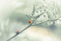 ... alone is just... lonely