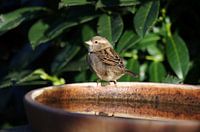 Moineau domestique dans le jardin