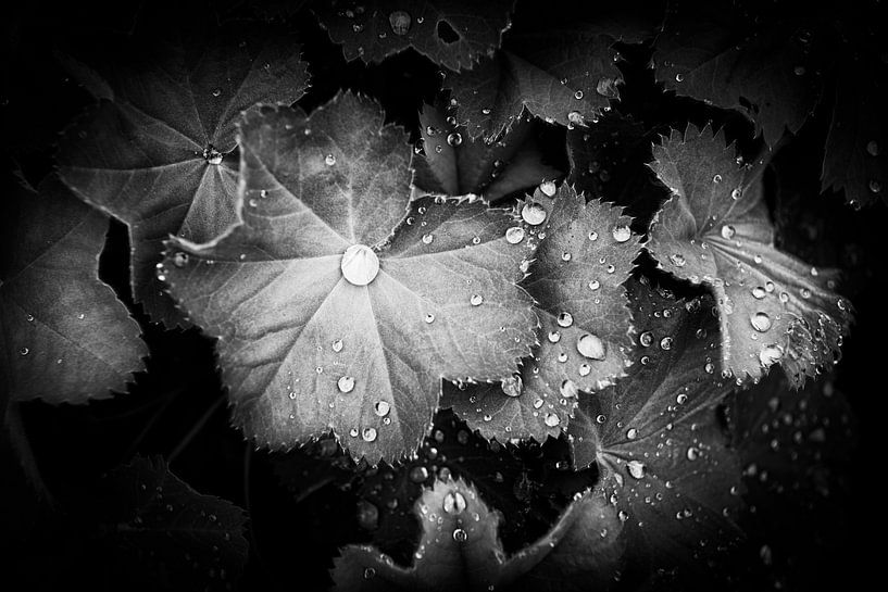 Rain by Rene van Heerdt