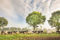 Cows on their way to pasture in the Noardlike Fryske Walden in Friesland.