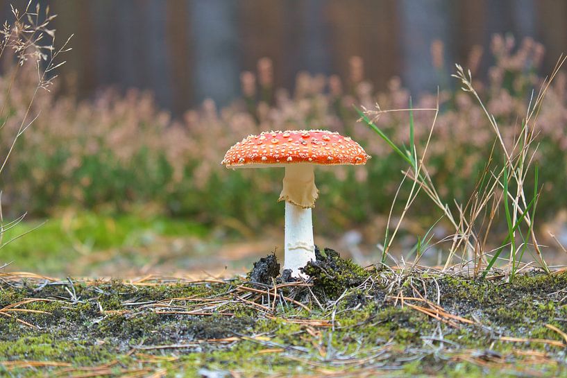 Delicate white red toadstool, on the forest floor. by Martin Köbsch