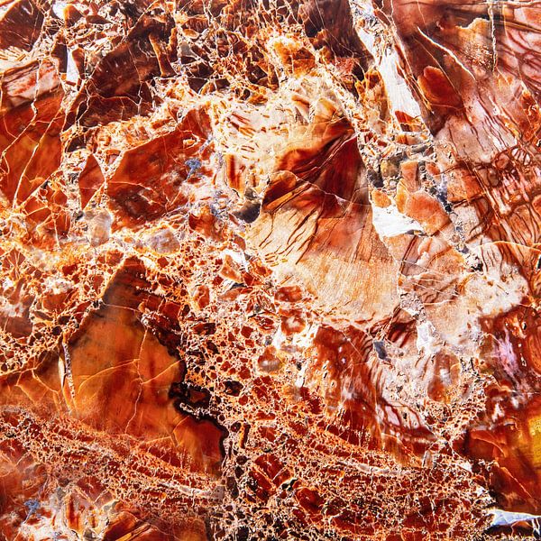 Versteinertes Holz von Ko Hoogesteger