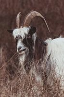 Die echte holländische Landziege in den holländischen Dünen