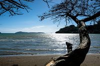 Strand in Neuseeland