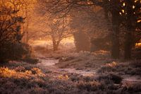 Warmes Morgenlicht des Sonnenaufgangs beleuchtet die Winterlandschaft im Nationalpark Dwingelderveld