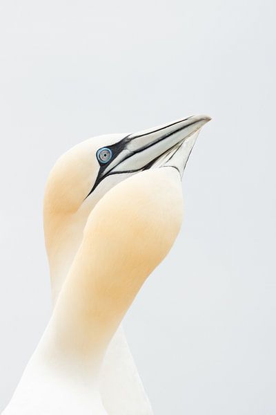 Basstölpel in sanften Farben von Mijke Braam