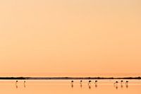 Flamingos in the Camargue
