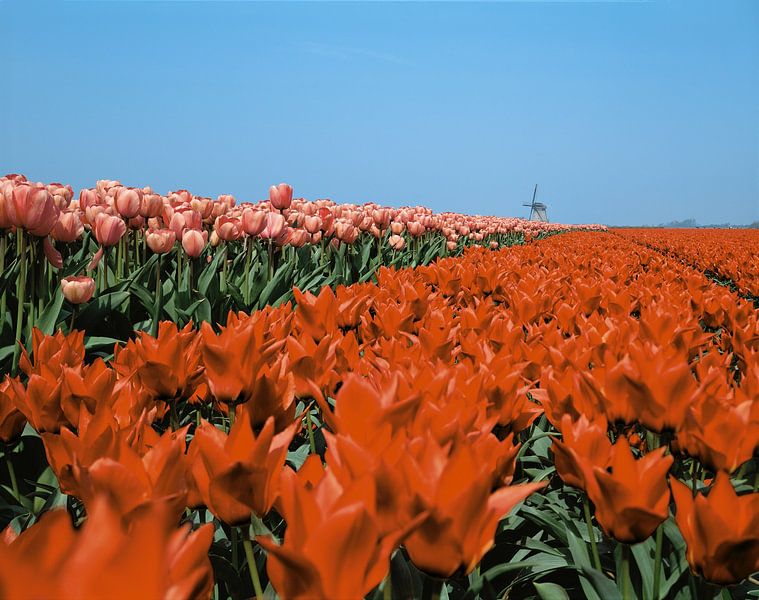 Tulpen und Mühle von Rene van der Meer