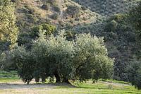 Majestic olive tree
