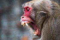Japanese macaque