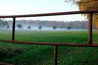 Rising fog over the meadow along the tree line