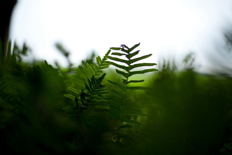 Farne von Marcel Kerdijk