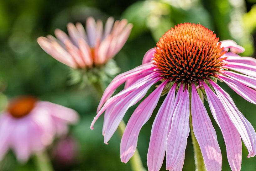 Bloem by Daan van Oort