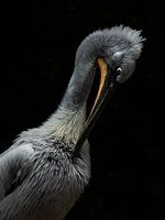 Brushing crowned pelican.
